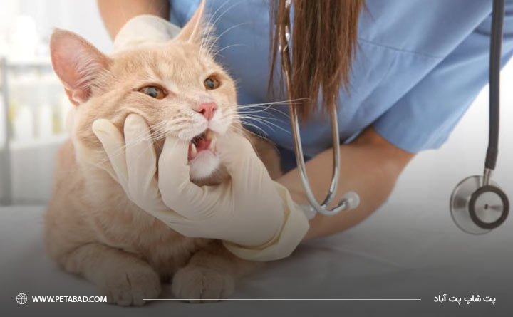 توجه به بهداشت دندان گربه برای افزایش طول عمر گربه