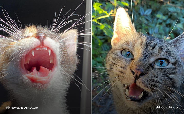 تفاوت بین دندان بچه گربه و گربه بزرگسال 