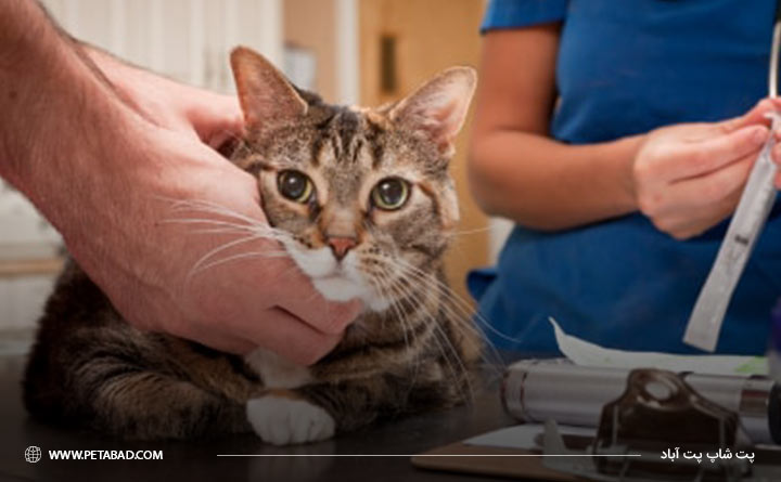 درمان و بهبود کم‌خونی در گربه