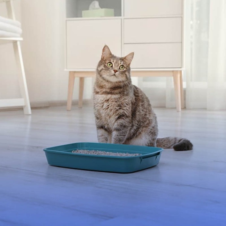 علائم یبوست در گربه و درمان آن