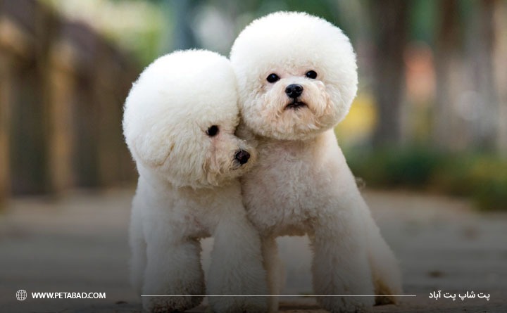 معرفی سگ نژاد پودل