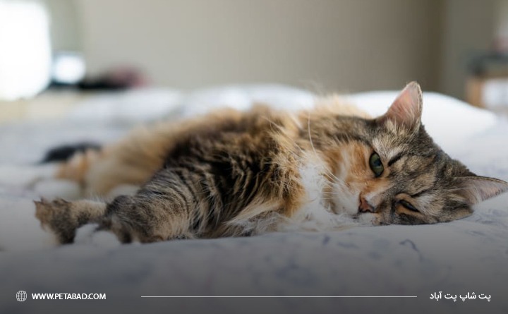 کم خونی گربه