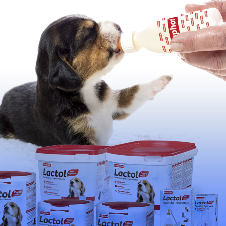 راهنمای انتخاب شیرخشک مناسب برای توله سگ