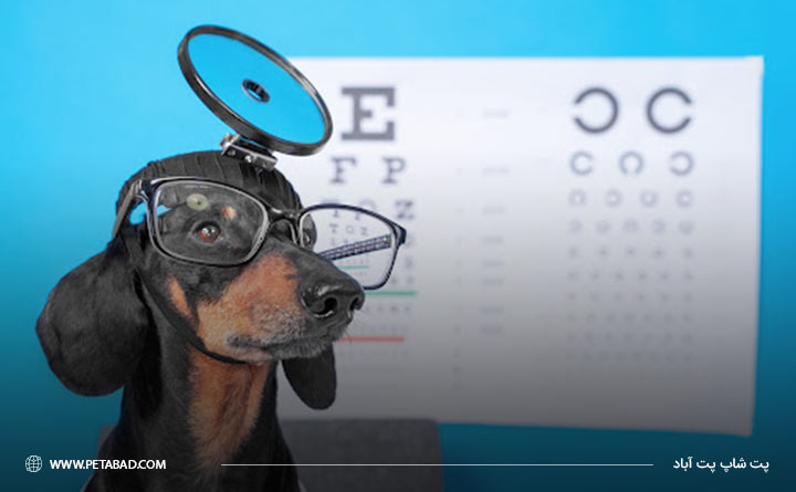 دید و بینایی سگ ها چقدر دقیق است؟