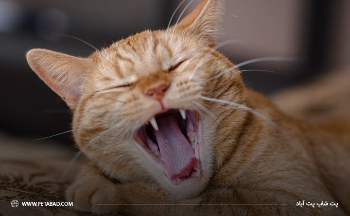 مشکلات دهان و دندان در گربه ها