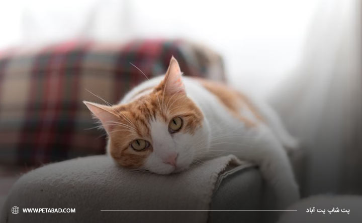 تاثیر مسائل عاطفی و رفتاری در ریزش مو گربه