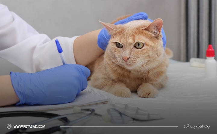 درمان اسهال در گربه ها