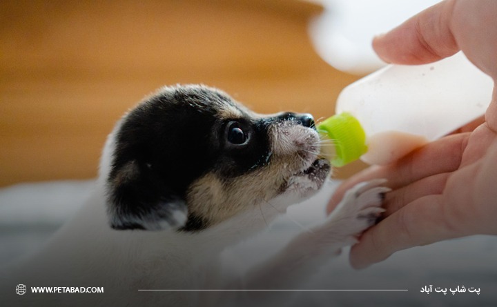 شیر خشک برای توله سگ