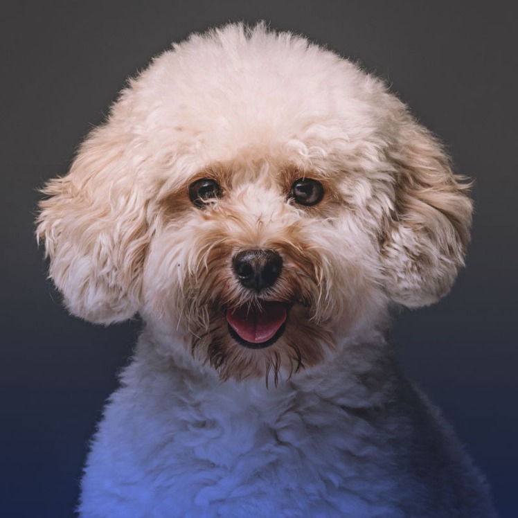 معرفی سگ نژاد پودل