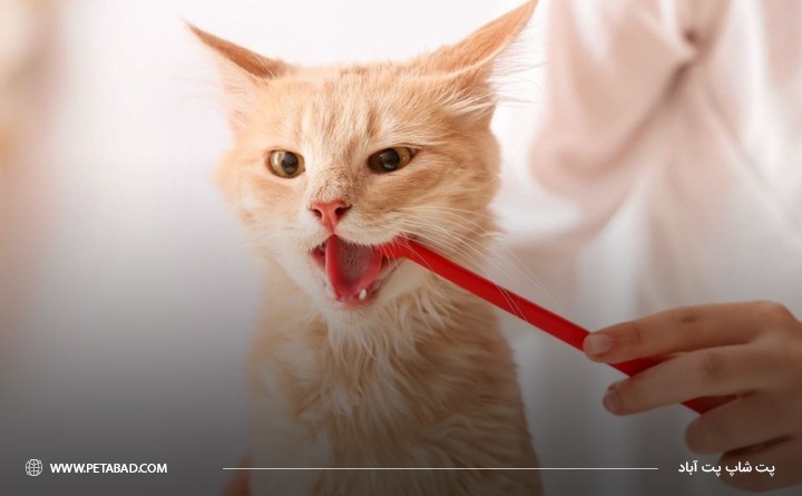 نحوه درمان خانگی بیماری‌ دندانی در گربه