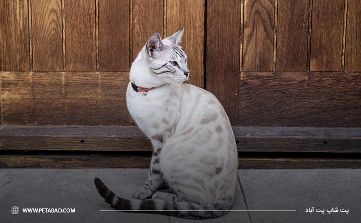 بدن گربه بنگال