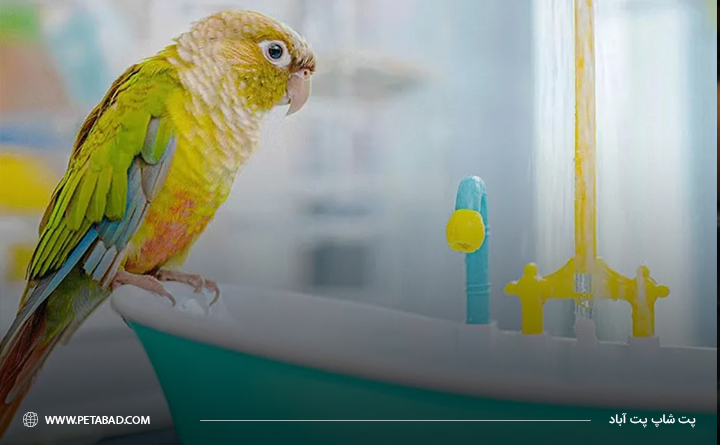 چگونه پرهای پرنده را خشک کنیم