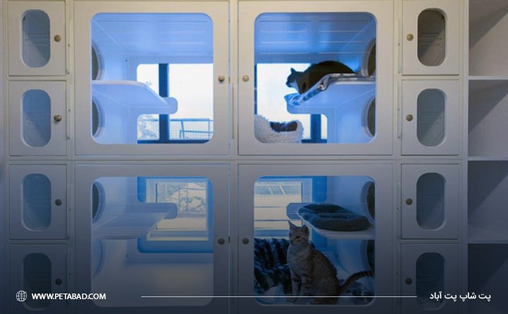 استفاده از ید رادیواکتیو برای درمان پرکاری تیروئید گربه 