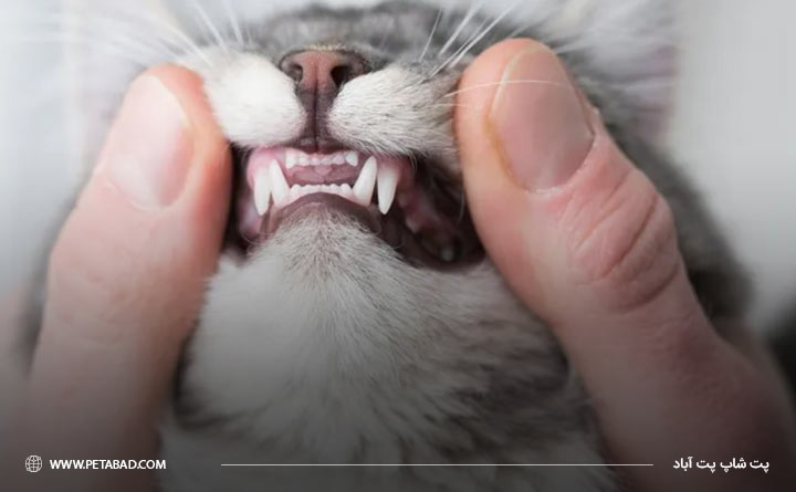 مراقبت های لازم برای بهداشت دهان و دندان گربه 