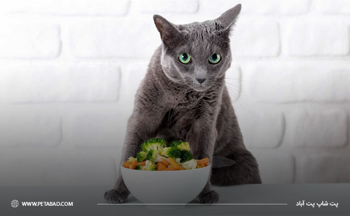 رژیم غذایی مناسب برای طولانی کردن عمر گربه
