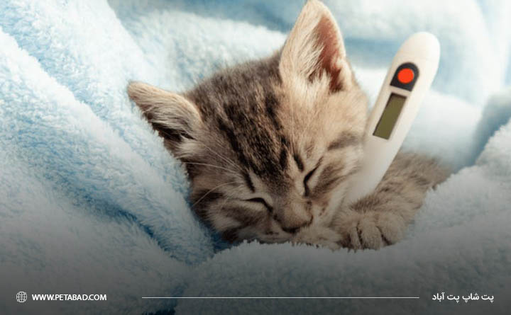 مضرات رژیم غذای خام برای گربه‌ها