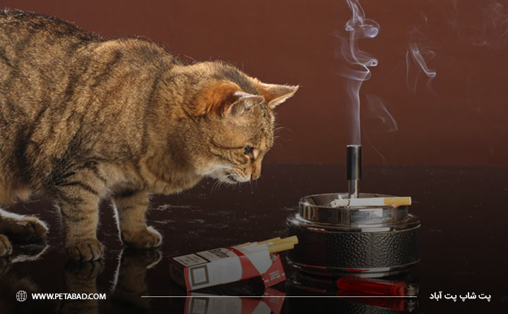 آلرژی گربه به دود سیگار از انواع آلرژی زیست محیطی
