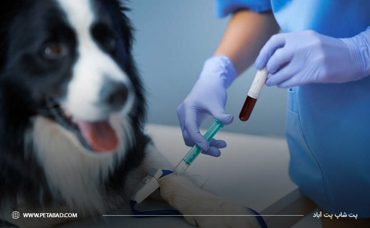 راه‌های تشخیص بیماری پاروو ویروس سگ