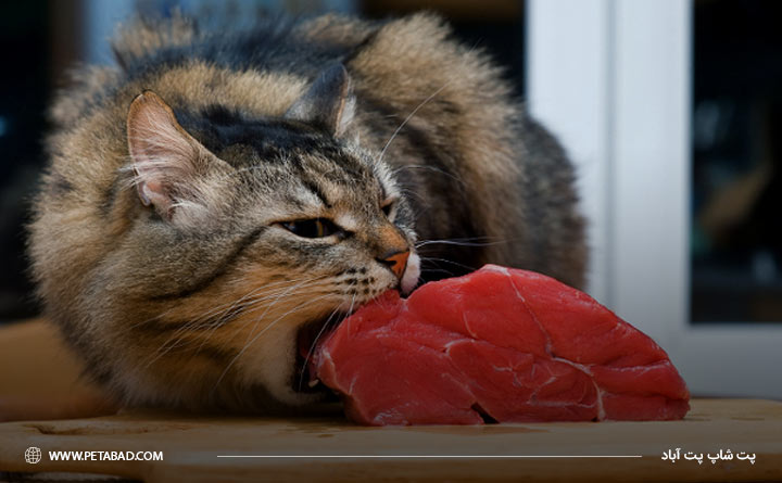 تغذیه گربه از عوامل مؤثر در طول عمر گربه