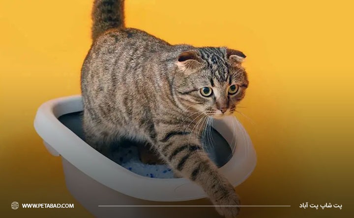 تعداد دفعات مدفوع گربه در روز 