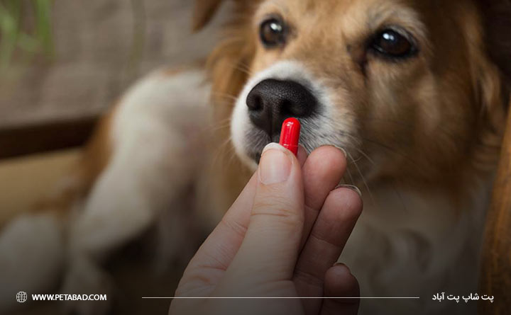 کارهایی که هرگز نباید با گربه خود انجام دهید