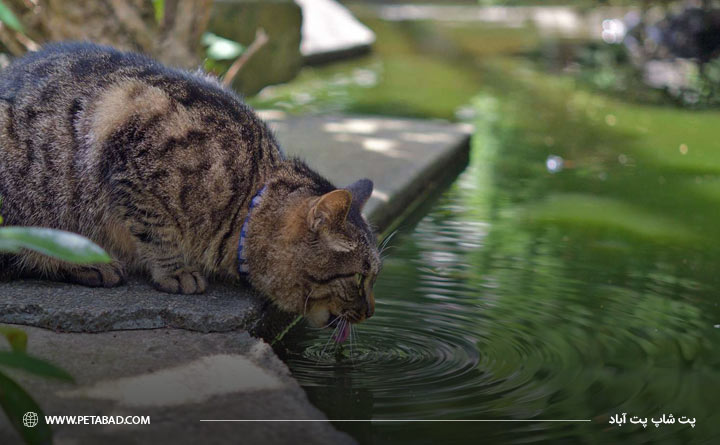انتقال بیماری پنومونی گربه از طریق آب آلوده