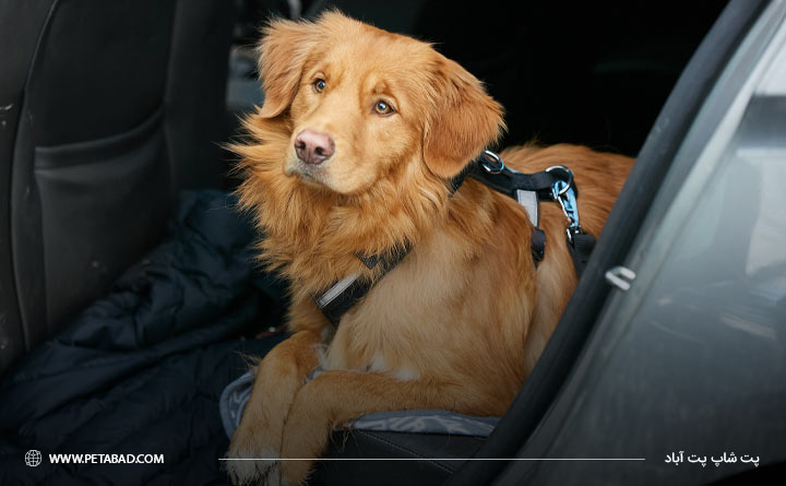 سفر ماشینی با حیوان خانگی