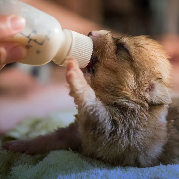 تغذیه توله سگ بی مادر