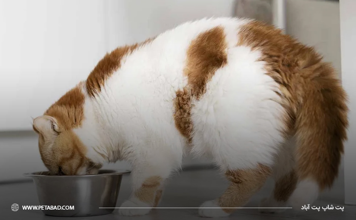غذای خشک گربه خانگی