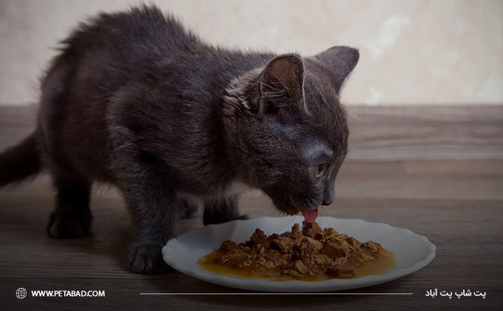 رژیم غذایی برای معده حساس گربه