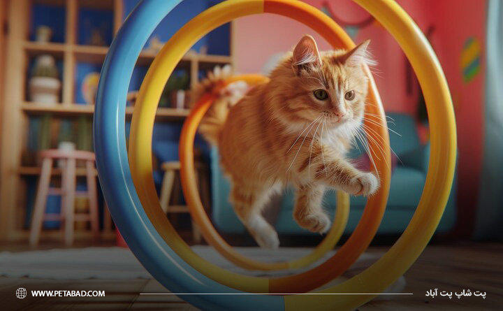 انواع تونل گربه