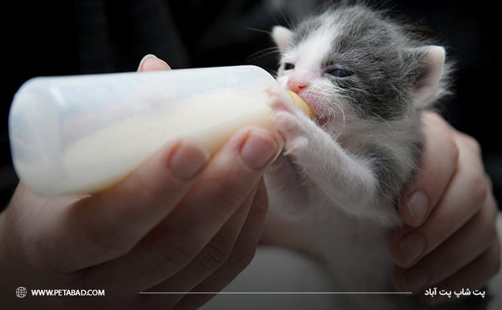 شیر خوردن بچه گربه
