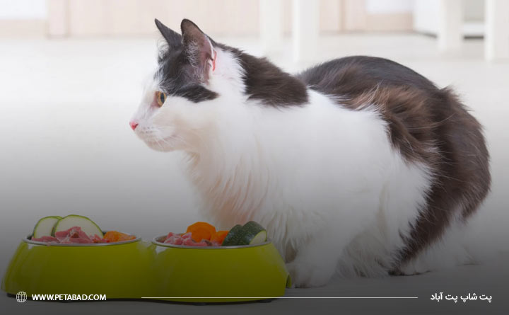 غذاهای اشتهاآور برای درمان عوارض واکسیناسیون گربه