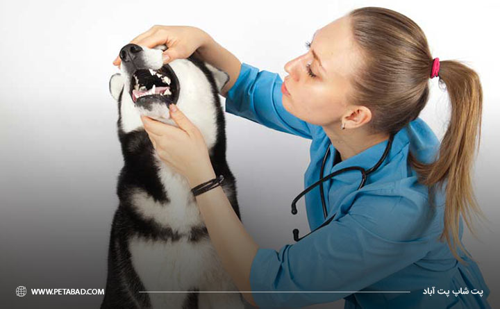 بهداشت دهان و دندان در گربه و سگ 