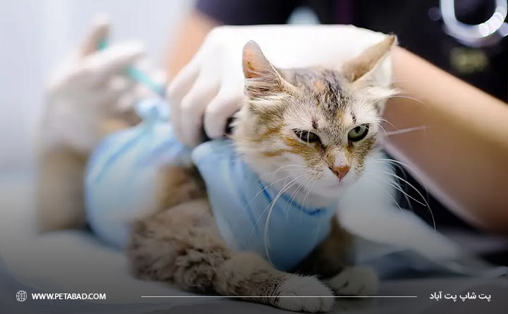 پیشگیری از بارداری گربه با عمل جراحی