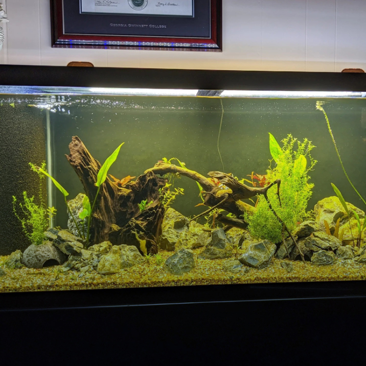 راهنمای انتخاب بستر مناسب برای آکواریوم