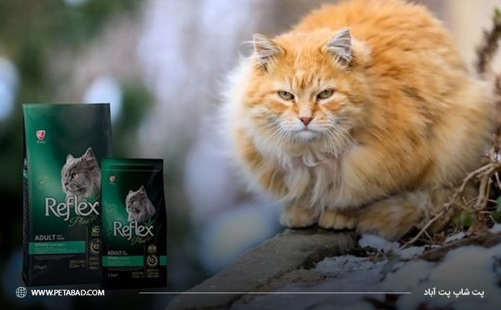  بهترین برند غذای گربه خارجی: برند رفلکس