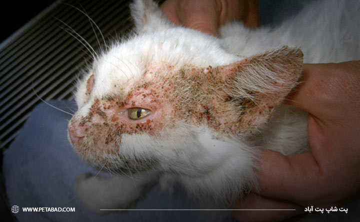 آشنایی با بیماری پمفیگوس گربه