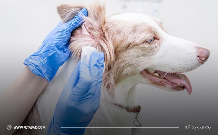 گام به گام تمیز کردن گوش سگ