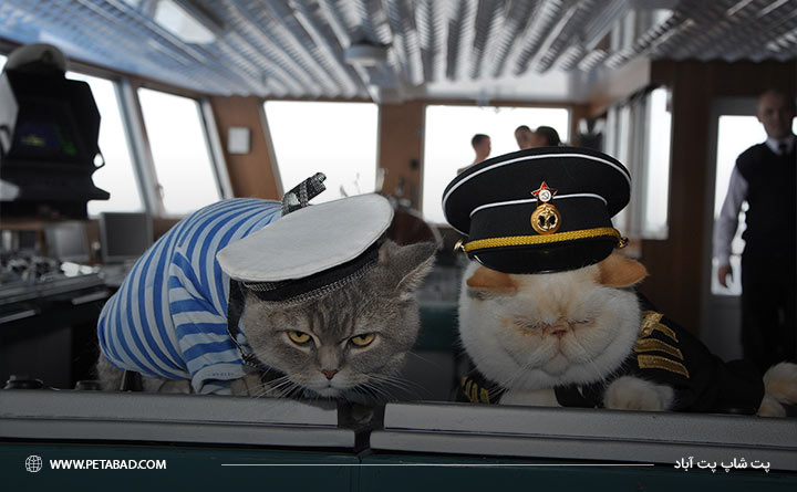 سفر دریایی با گربه مو بلند 