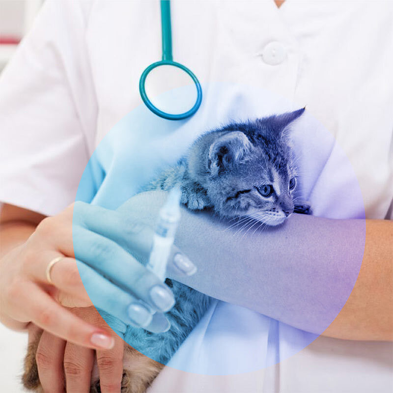  تصویر معاینه اولیه گربه به همراه واکسیناسیون کامل 