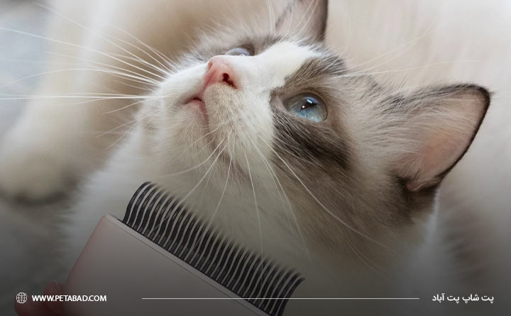پیشگیری از ریزش موی گربه