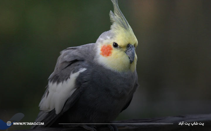 نژاد تخم گذاری پرندگان باهم متفاوت است