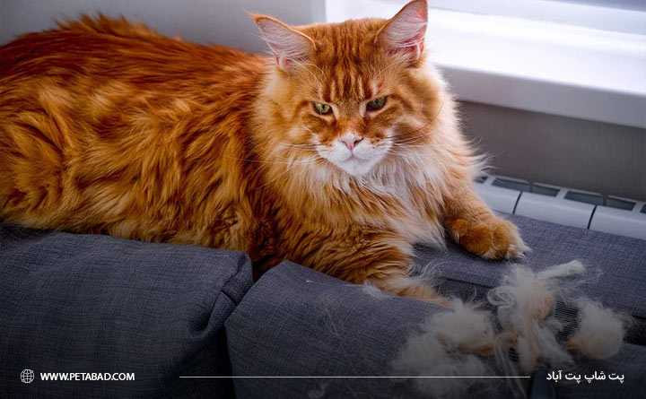 مشکلات پوستی یا حساسیت؛ علت ریزش موی گربه در بهار