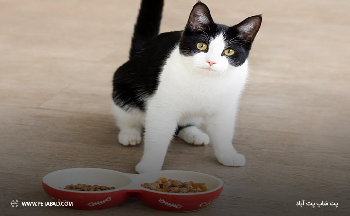 ترکیب غذای خشک و مرطوب را گربه دوست دارد