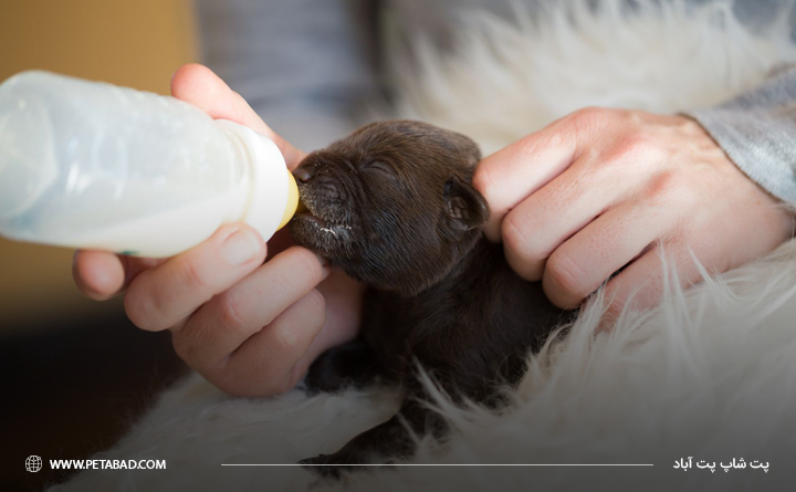 شیر دادن به توله سگ تازه متولد شده