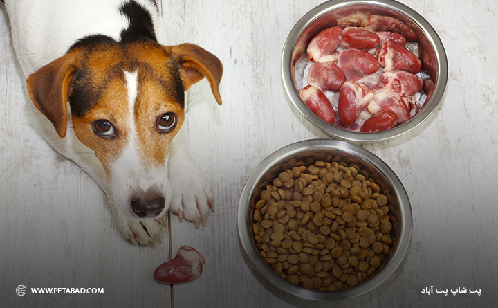 پروتئین در رژیم غذایی سگ