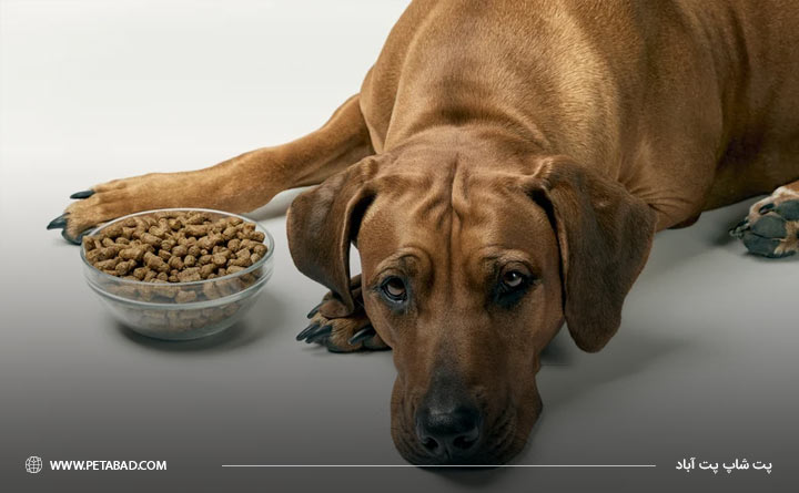 دلیل بی اشتهایی در سگ ها