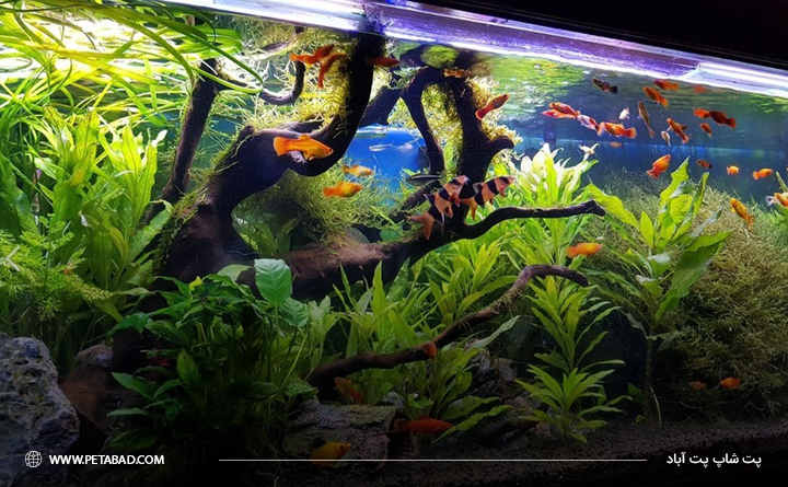 تأثیر بستر آکواریوم بر روی رشد گیاهان آکواریوم