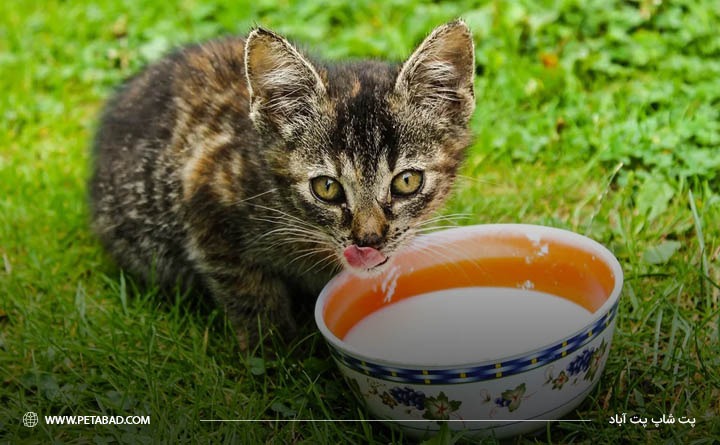 دلایل ابتلا گربه به اسهال 